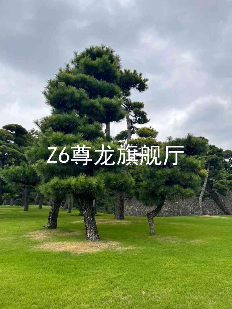 Z6尊龙旗舰厅